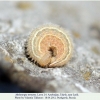 melanargia teneates talysh larva4b